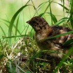 blue grouse chick